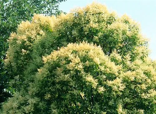 Бирючина японская (Ligustrum japonicum) Бирючина японская (Ligustrum japonicum)