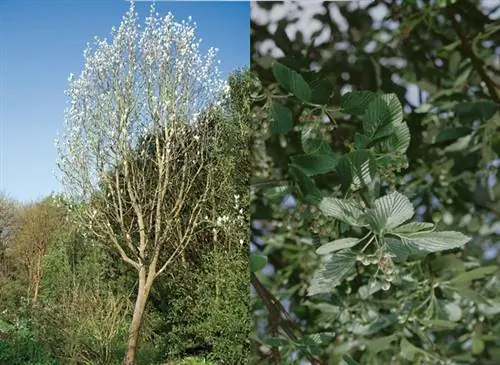Белое сервисное дерево (Sorbus aria) / деталь листвы Белое сервисное дерево (Sorbus aria) / деталь листвы