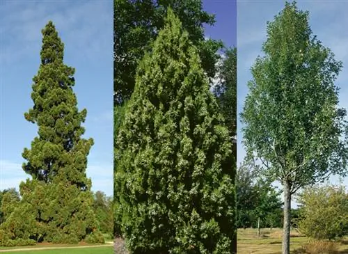 Sequoiadendron giganteum - F. Marre / Thuya orientalis 'elegantissima'