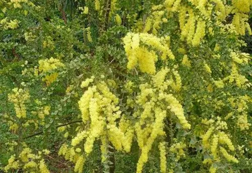 Acacia pravissima - Н. Виалар