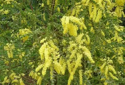 Acacia pravissima, мимоза с почти плакучим характером
