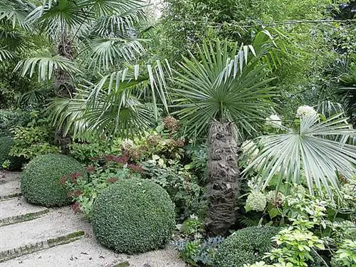 Посадка конопляной пальмы (Trachycarpus Fortunei)