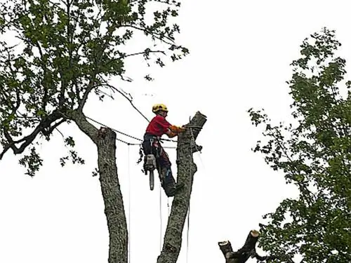 Обрезка: когда обращаться к профессионалу?