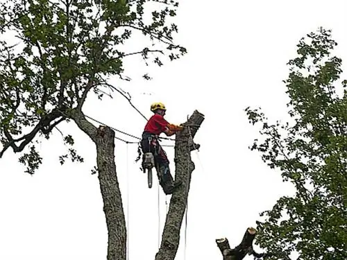 Как найти секатор для больших деревьев?