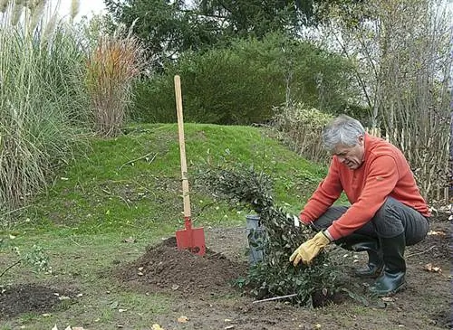 Поздней осенью сажайте деревья и кустарники