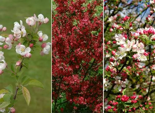 Malus Perpetu ‘Evereste’, Malus Coccinella ‘Courtarou’ и Malus Pom’Zaï: три красивые декоративные яблони.