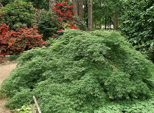 Acer palmatum 'Dissectum'