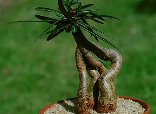 Brachychiton rupestris (австралийский баобаб)