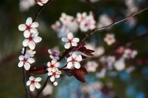 Как вырастить цветущую вишню (Prunus)