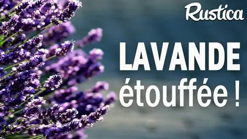 Хорошо сочетайте лаванду с огородом