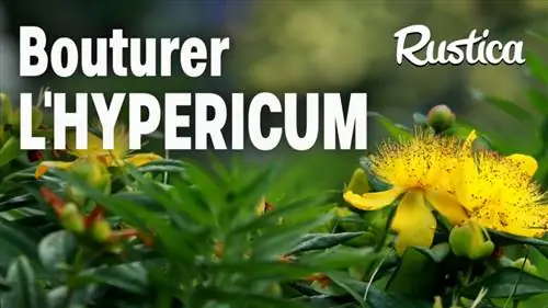 Тушеные черенки зверобоя (Hypericum)