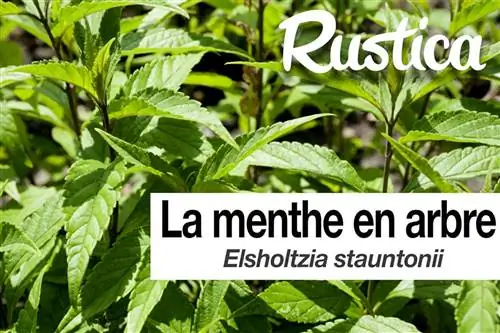 Выращивание Elsholtzia stauntonii, древовидной мяты