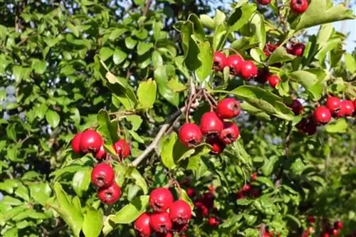 5 диких кустарников со съедобными ягодами