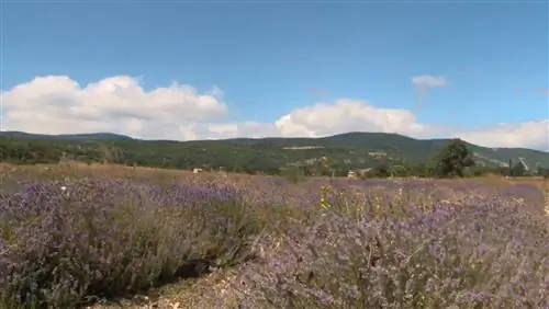 Как сеять лаванду: советы специалистов