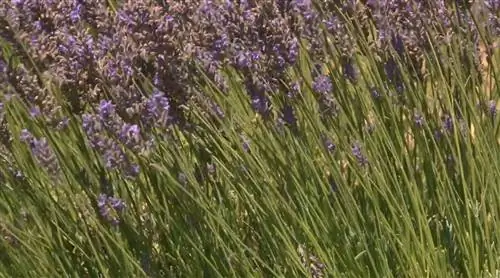 Выращивание лаванды на юге Франции