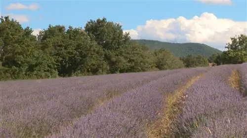 Разница между лавандой и лавандином