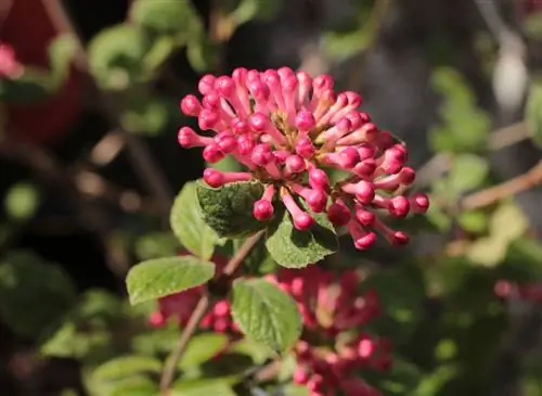 Выращивание калины Карлес 'Rebellita' (Viburnum carlesii)