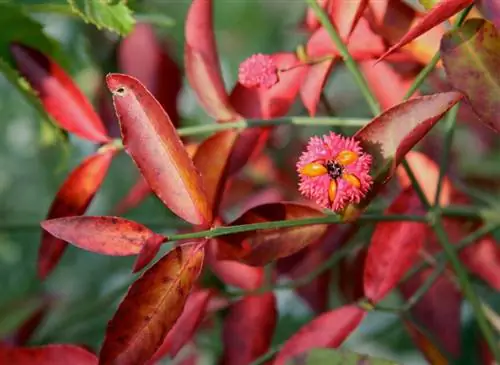 Американский уголь