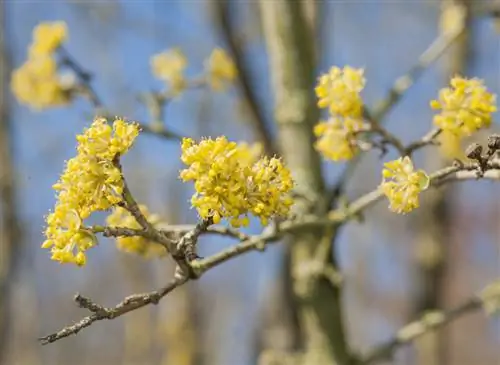 5 зимнецветущих кустарников, которые нужно сажать весной