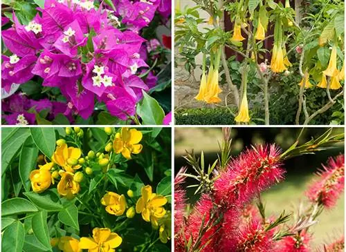 Бугенвиллия, бругмансия, кассия сенна щитковидная и каллистемон в цветке / фотомонтаж П. Менанда