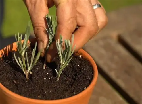 Размножаем лаванду черенкованием: шаг за шагом