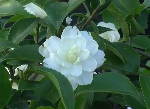 Успех в черенковании камелии: советы