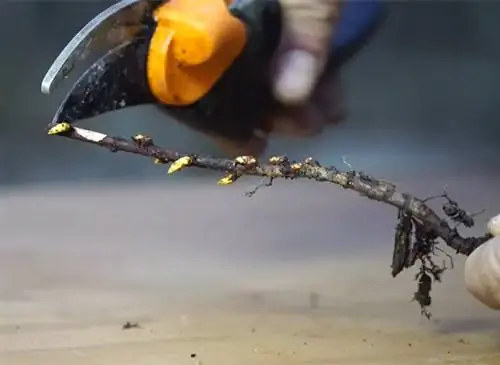 Успешная обрезка корней керрии японской