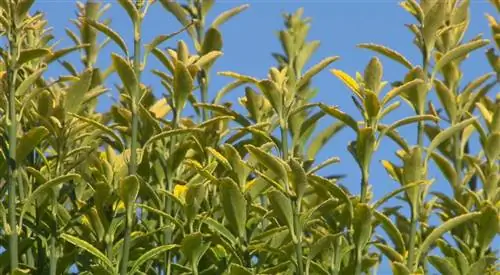 Альтернатива самшиту в океаническом климате: бирючина и бересклет