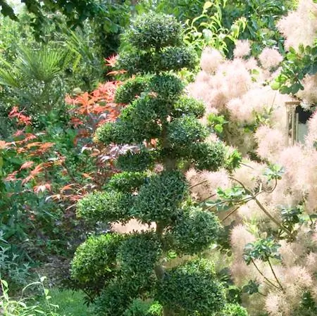 Падуб на замену самшита: ilex crenata