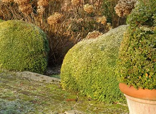 Обрезка и посадка лоницеры нитиды, альтернативы самшиту