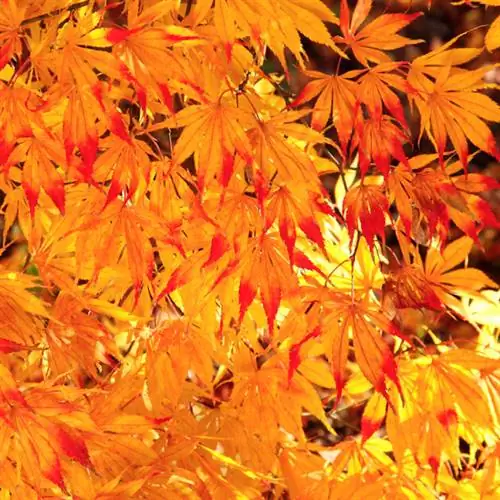 Самая красивая осенняя листва для установки в саду