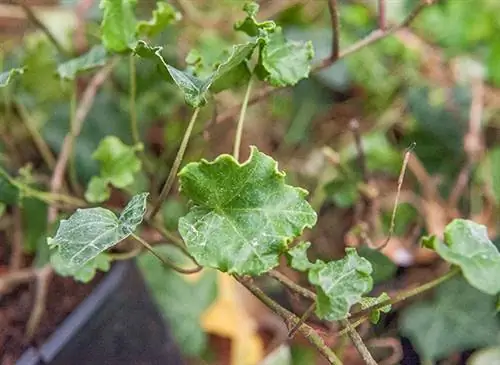 Лист выращивания: плющ вьющийся 'Parsley Crested