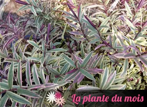 Hebe COLLECTION® «Леди Энн»