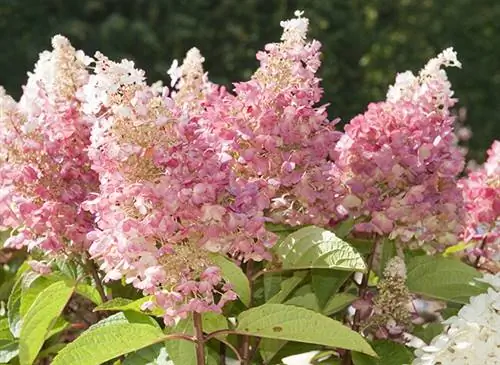 Гортензия метельчатая 'Пинки-Винки'