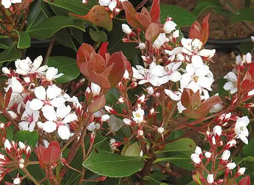 Рафиолепис х делакурий