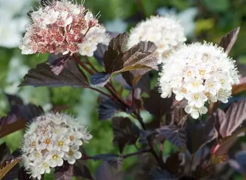 Physocarpus opulifolius, кустарник с разноцветными листьями