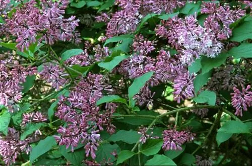 Сиринга патула «Мисс Ким»