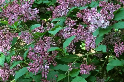 Посадка сирени маньчжурской 'Мисс Ким