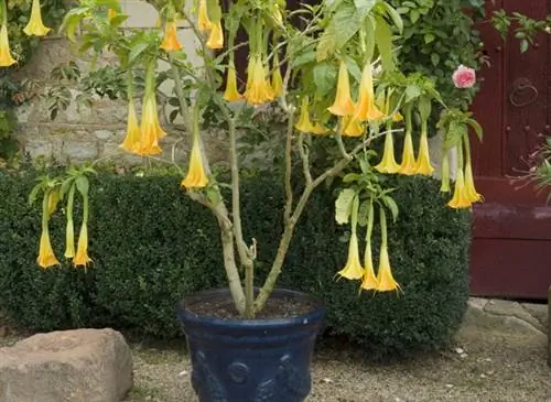 Заставляем цвести бругмансию, выращенную в горшке
