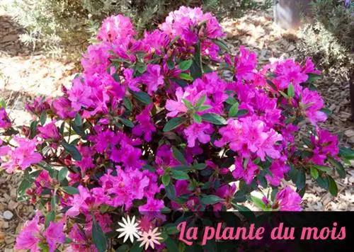 Азалия - ENCORE® - Сангрия: растение месяца по версии Gloplanter