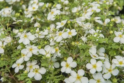 Лапчатка "Абботсвуд"