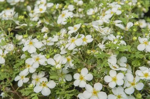 Как вырастить лапчатку кустарниковую: сорта, применение