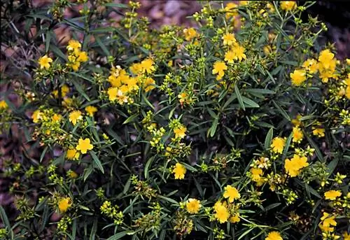 Зверобой прекрасно подходит для покрытия насыпей.