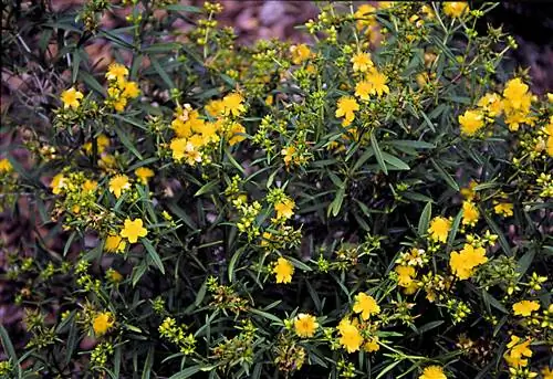 Зверобой кустарниковый: как выращивать?