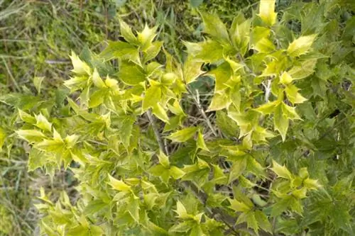 Османтус гетерофиллюс 'Триколор'