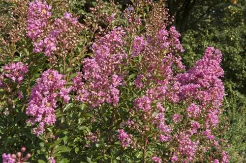 Лагерстремия "Монбазийак"