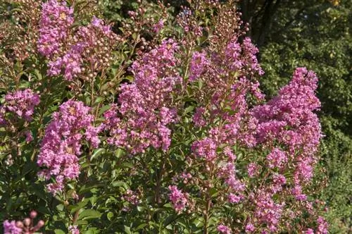 Как вырастить индийскую сирень, летнюю сирень