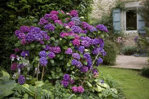 Гортензия крупнолистная 'Мася'