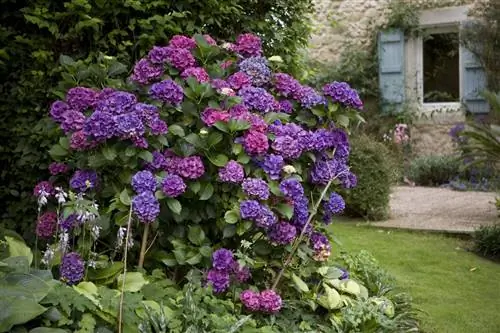 Как содержать гортензию в саду?