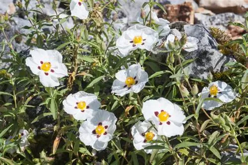 Цистус Алан Фрадд